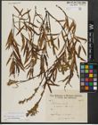 Foto von Salix triandra L. x Salix viminalis L.